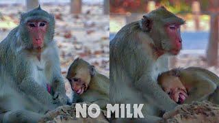Oh No... Why? Why mum Jane not nursing Janna? Poor lovely monkey Janna cry angry mum not nurse milk