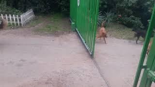 Собаки лают через отрывающийся забор