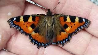 From caterpillar to butterfly | transformation in time lapse