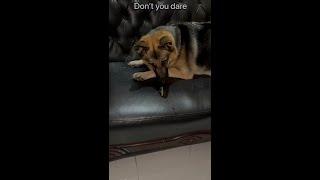 Oops what’s that Nancy | dog funny videos #dog #gsd #shorts #shortsvideo #youtubeshorts #funny
