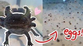 How To Care For Axolotl Eggs