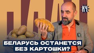 Производство картошки в Беларуси упало в 3,5 раза / Запрет на вывоз / Программа "Агробизнес" / БелТА