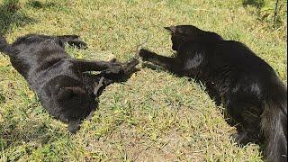 This Is How My Black Cats Spend Time In The Garden In Warm Autumn