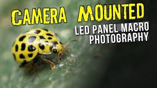 Insect Photography with an LED Panel  *IS* Possible