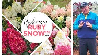 Hydrangea WorryFree® Ruby Snow™ - The BEST Panicle Hydrangea That David Has EVER Seen  