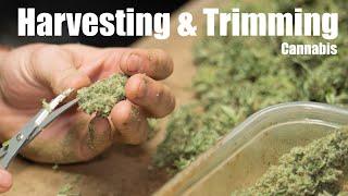 When to Harvest Cannabis and How to Trim