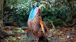 Temminck's tragopan Tragopan temminckii pheasant courtship display in full 60fps Jonathan Pointer