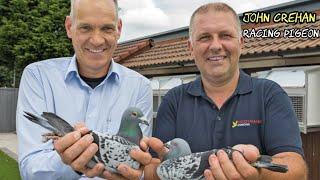 John Crehan’s Success with Racing Pigeons from Team Hooymans | Incredible Wins & Prizes