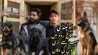 Biggest Dog Shop In College Road Rawalpindi Birds Market in 2024 | Shahzainpetsvlog