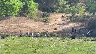 Chilling #monkeys #yalanationalpark