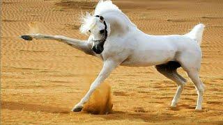 Арабские Лошади пустыни - Arabian Horses in desert! Арабские Скакуны - Аравийские Лошади