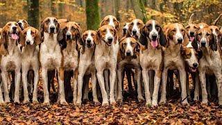 Australian Farmers Raise 273,000 Cattle Dogs This Way - Farming Documentary