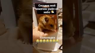 шоколадки больше нет ей было 2 года и 2 месяца