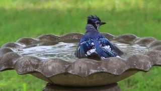 Blue Jay Bird Bath