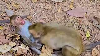 funny monkeys doing stupid things