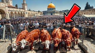 RED HEIFER ARRIVES IN ISRAEL - Construction of the Third Temple Is About to Begin