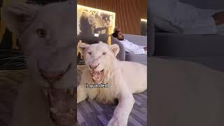 Man adopted a lion cub #animals #love #shorts