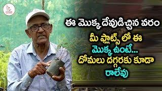 Mosquito Repellent Plants | Plant Science | DR SV Rama Rao |Eagle Media Works