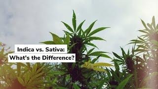 Indica vs. Sativa: What's the Difference? | Discover Marijuana