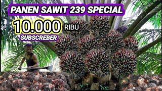 Panen sawit 239 sepecial 10.000 ribu subscreber