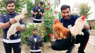 Top 5 Fancy Hens | college Road Birds Sajjad pets House