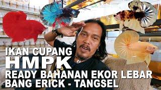 IKAN CUPANG HMPK MILIK BANG ERICK TANGSEL