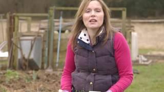 Tips for growing vegetables in March - Which? Gardening