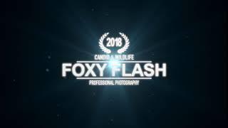 Foxy Flash Professional Photography