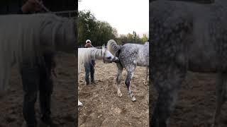 Best Wild Horses Mare Compilation of some Wild Horse Fights Video 145