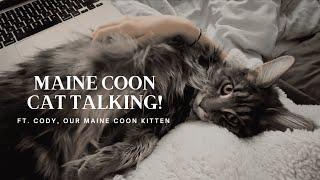 Maine Coon Cat Talking | “I Want My Morning Cuddles!”