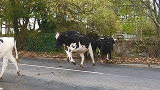 NEVER AS EASY AS IT LOOKS MOVING HEIFERS ACROSS THE ROAD