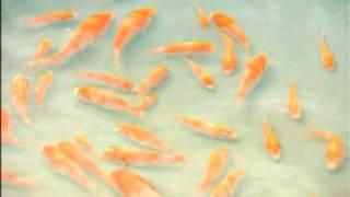 Breeding Koi The Japanese Way