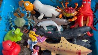 Washing Muddy Sea Creatures & Sea Animal Toys