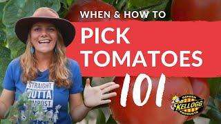 When & How to Harvest Tomatoes 