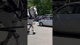 JimThorpe Powerful Horses #usa #jimthorpe #youtuber #nyc #travel #philadelphia