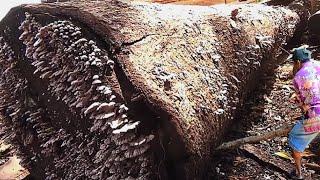 BREAKING NEWS ‼️ Sonokeling Wood Sold for Another 2 Billion