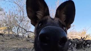 Wild Dogs Point of View