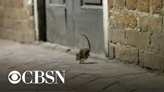 CDC warns about "aggressive" rats as coronavirus shuts down restaurants