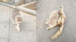 A sick stray cat, reeking of a foul odor, stumbled towards a passerby, hoping to get help.