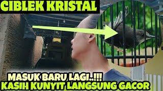 CIBLEK KRISTAL INI PAKAI KUNYIT+MADU JADI GACOR NEMBAK ‼️ TERNYATA BEGINI BOLO