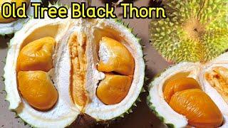 Old Tree Black Thorn Durian - Tips for choosing good Duri Hitam - Ochee Durian [4K - UHD]