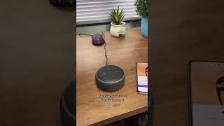 Alexa VS Google kkkk #alexa