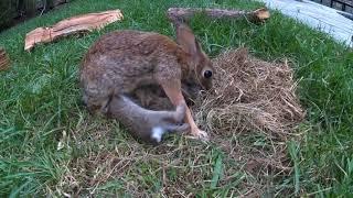 Baby Bunnies Leave the Nest - backyardXplor