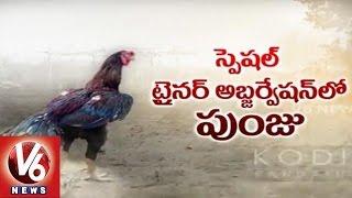 Special Training For Sankranthi | Kodi Pandalu | V6 News