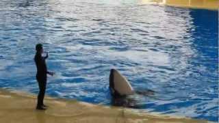 Шоу касаток в Лоро парке.Тенерифе. Испания. Show orcas in Loro parke.Tenerife. Spain.