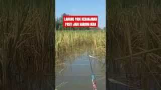 Ladang Padi Yang Kebanjiran Pasti jadi Sarang Ikan. #shorts #mancingnyobok #fishing #fajarlokalfish