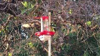 White-Necked Jacobin (Hummingbird) Visits a Data-Logging Feeder in Gamboa, Panama