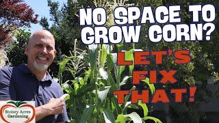 Growing Corn In Small Gardens - The Hill Method