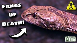 How DEADLY Is The BITE Of The DEATH ADDER?