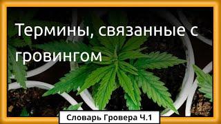 Как новичку начать выращивать коноплю? | Семяныч